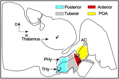 Anatomy of hypothalamic and diencephalic nuclei involved in seasonal fertility regulation in ewes